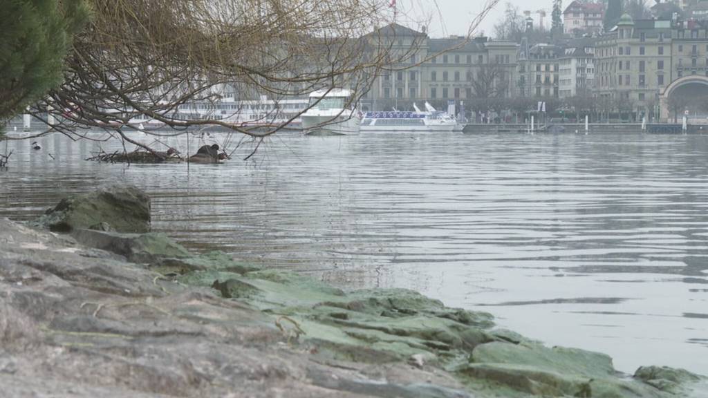 Luzerner Haushalte sollen künftig mit See-Energie versorgt werden