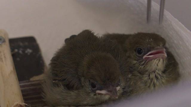 Babyvögel sterben im Nest