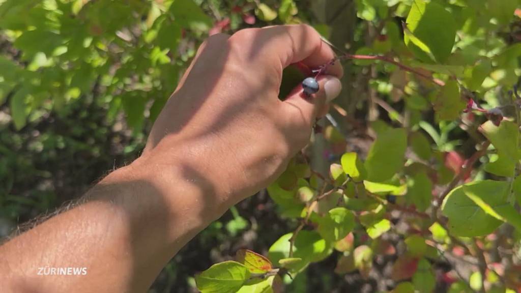 Diebe in Schrebergärten in Horgen: Kiloweise Früchte und Gemüse weg