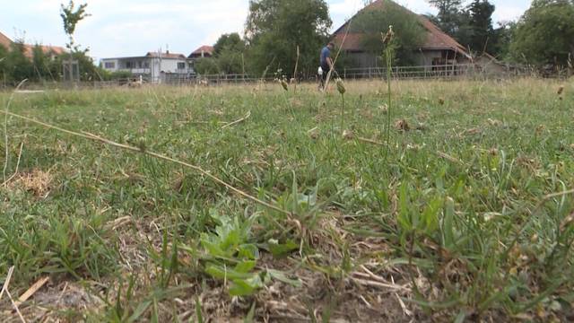 Neuhaus sucht Weide für seine Schafe