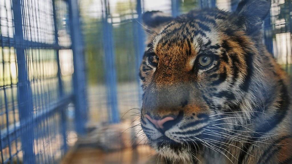 Zwei im Juli aus einem verwaisten Zoo in Aleppo gerettete, traumatisierte Tiger bekommen in den Niederlanden ein neues Zuhause. (Archivbild)