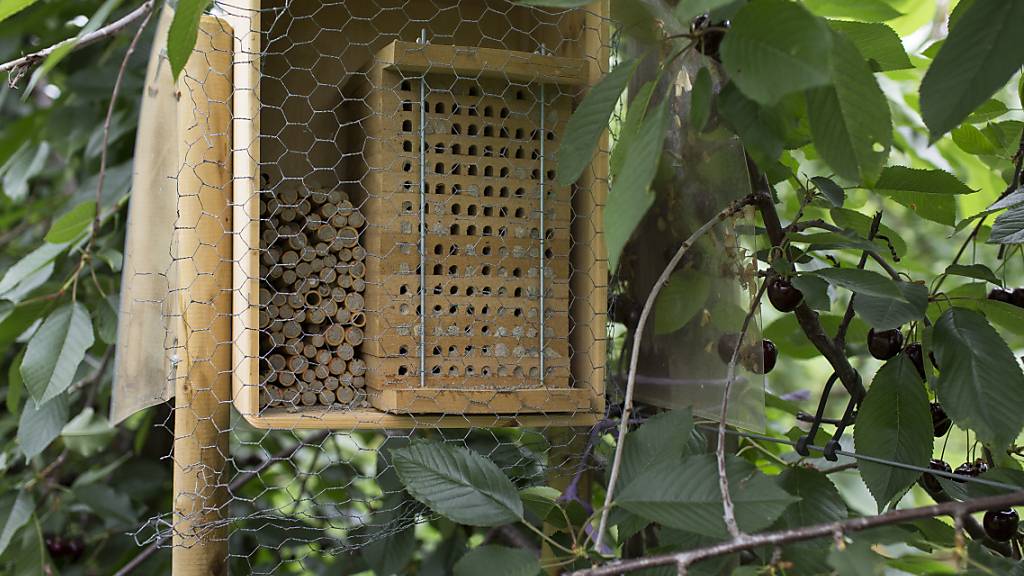45 Prozent der Bienenarten in der Schweiz sind gefährdet. Solche Häuschen bieten den Wildbienen Nistplätze und tragen damit zur Arterhaltung bei. (Archivbild)