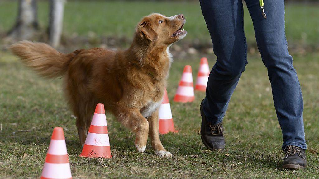 Hundekurse im Kanton Freiburg sind wieder obligatorisch