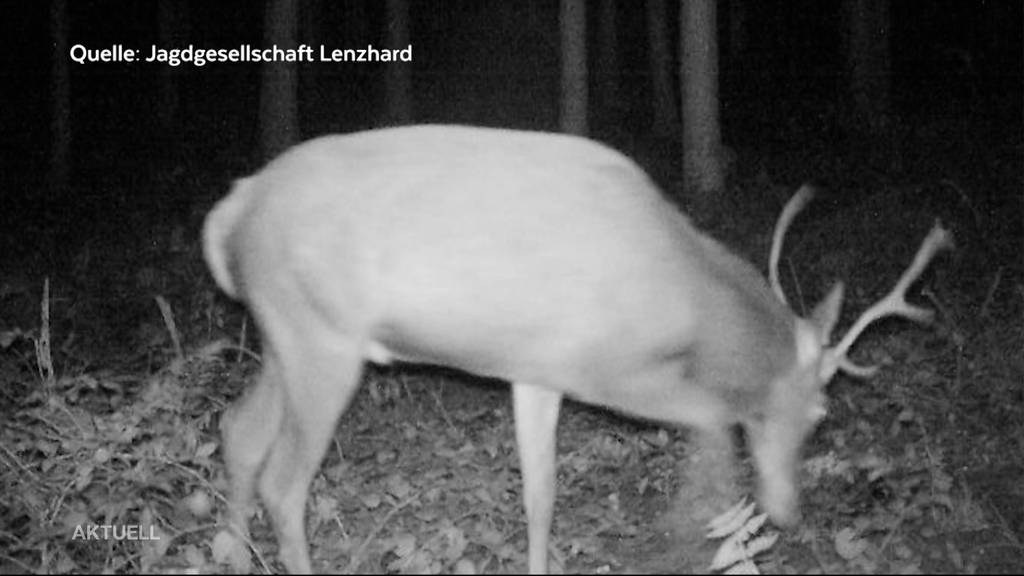 Rothirsch in Staufen gesichtet