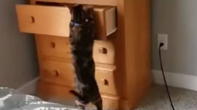 Diese Katze spielt Versteckis wie ein Profi