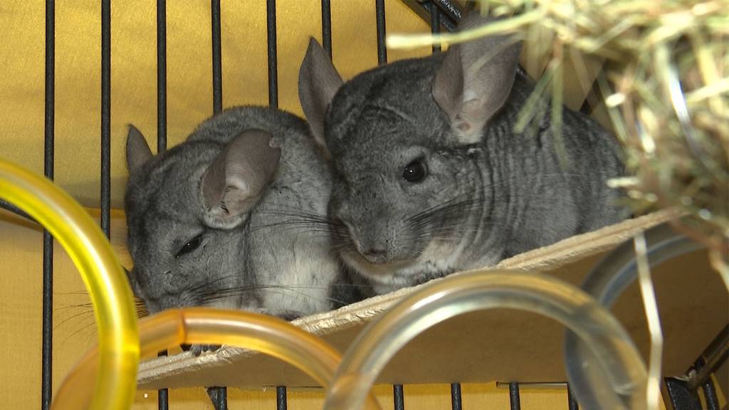 Chinchillas