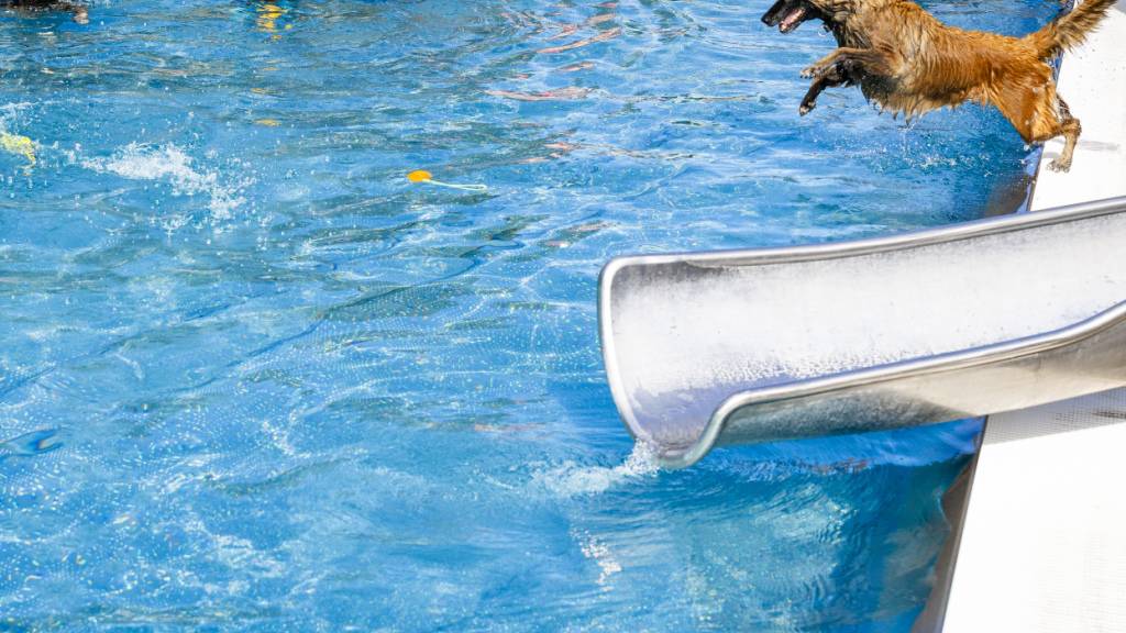 Am Wochenende durften die Hunde ausnahmsweise ins Schwimmbad Töss in Winterthur - zum Saisonende.