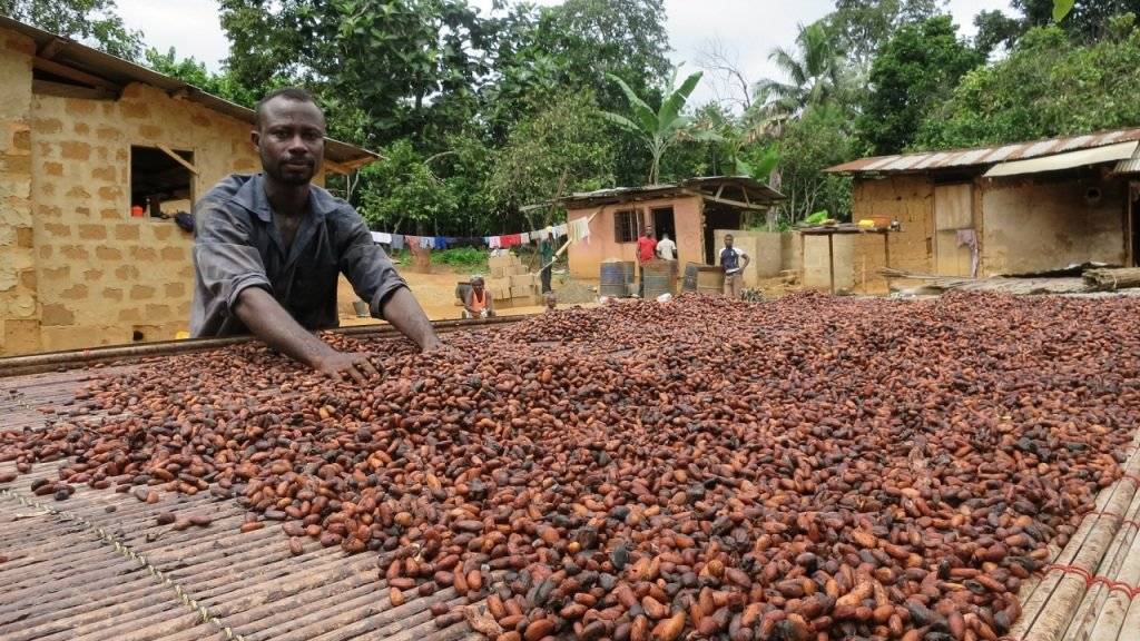 Ein Kakaobauer aus Ghana trocknet seine Kakobohnen nach der Fermentierung. Der Anbau von Kakobäumen zwischen Schattenbäumen kann dazu beitragen, gegen die Viruskrankheit «Cocoa Swollen Shoot» anzukommen, welche die Kakobäume bedroht.