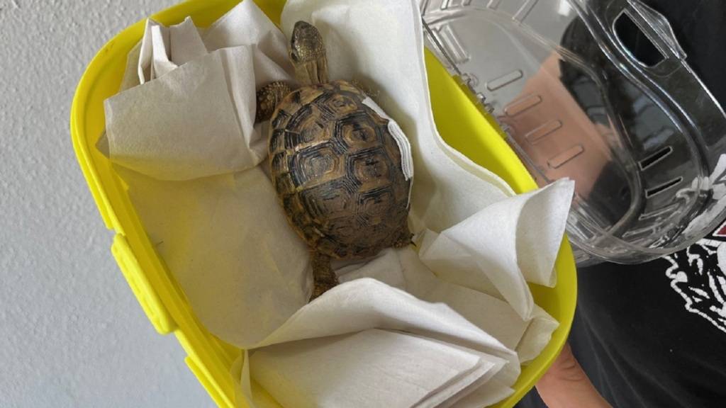 Eine seit fünf Jahren vermisste Schildkröte wurde am Mittwoch in Schaffhausen ihrer Besitzerin zurückgegeben.