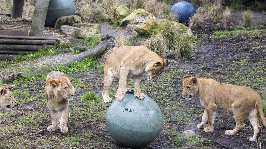 Löwen brechen aus Gehege aus – während Familie in Zoo übernachtete