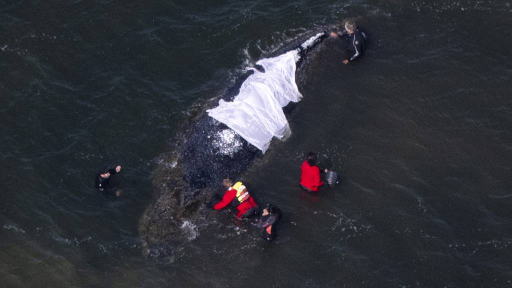 Helfer stehen in direkter Nähe zum Wal (Aufnahme aus einem Flugzeug). Der vor drei Wochen bei Wismar gestrandete Buckelwal liegt weiterhin im Flachwasser fest. Eine privaten Initiative versucht seit Tagen den Wal zu retten. Foto: Philip Dulian/dpa