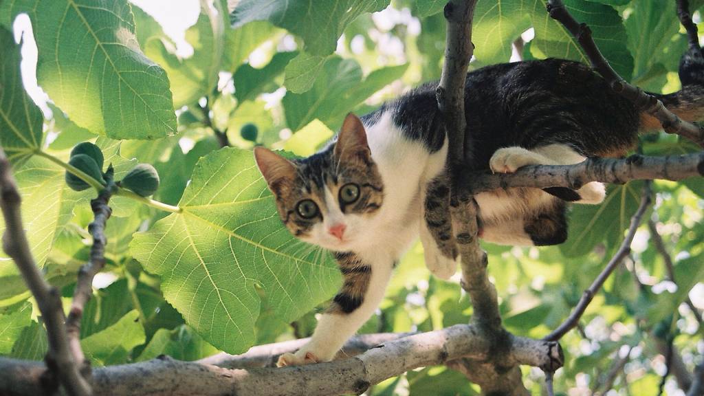 Deshalb kommen Katzen oft nicht mehr von den Bäumen runter