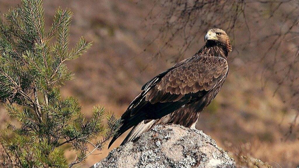 Ein Walliser Jagdaufseher steht wegen zwei Steinadlern vor Gericht. (Themenbild)