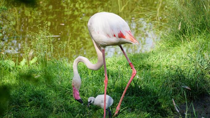 Süsse Flamingobabys im Walter Zoo