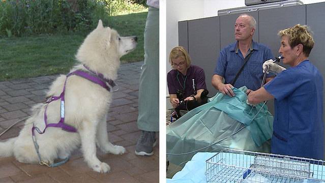 Inuit Dog / Inkontinenz beim Hund TeleZüri