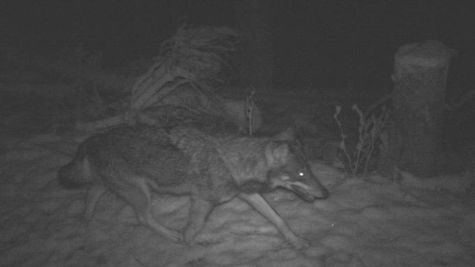 Erstmals Wolf in Liechtenstein fotografiert