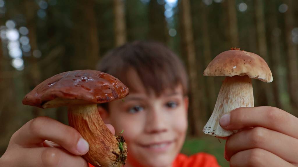 Ist das ein Pilz oder haben wir den Namen erfunden?
