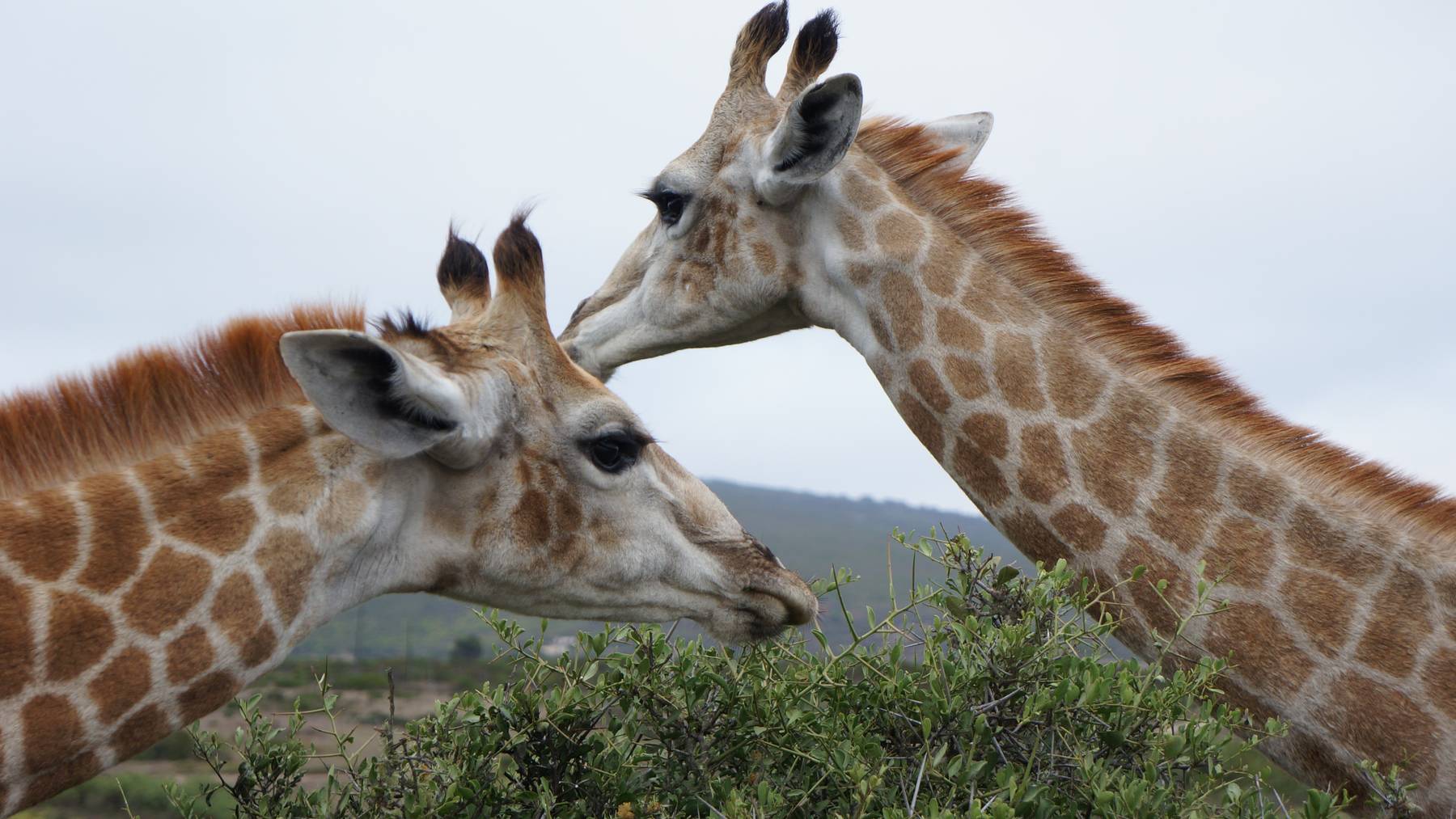 Zwei Giraffen sind in einem kenianischem Wildpark auf tragische Weise ums Leben gekommen (Symbolbild)
