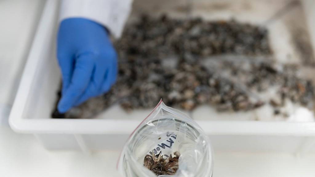 Mitarbeiter des Wasserforschungsinstituts Eawag untersuchen Quaggamuscheln aus dem Bodensee - jetzt fanden sie auch Muscheln im Zürichsee. (Archivbild)