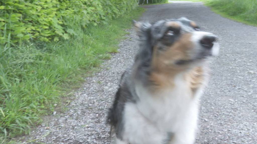 Saisonales Hundeverbot an beliebtem Platz in Hünenberg