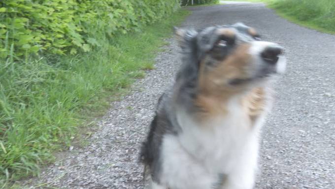 Saisonales Hundeverbot an beliebtem Platz in Hünenberg