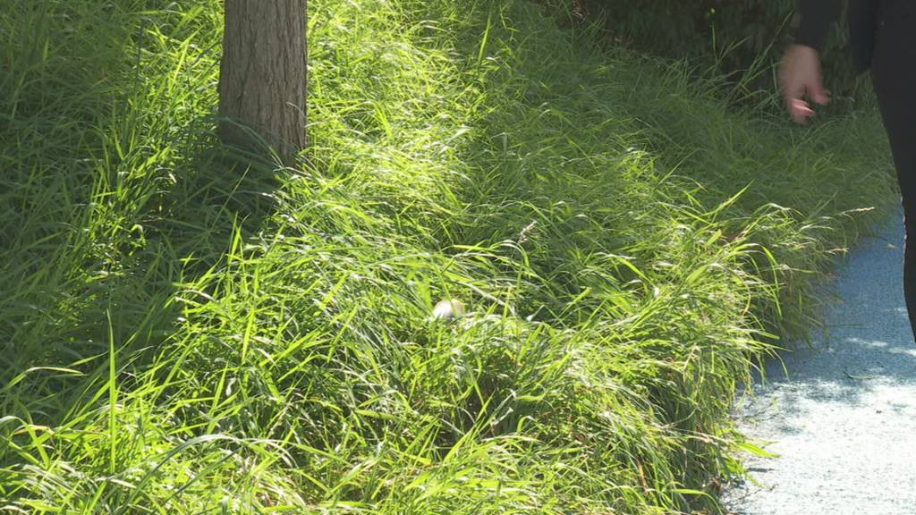 Schärfere Strafen für Abfallsünder im Kanton TG
