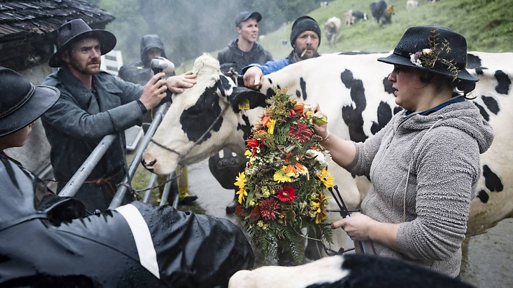 Die Bauernfamilien schmücken ihre Tiere vor dem Alpabzug.