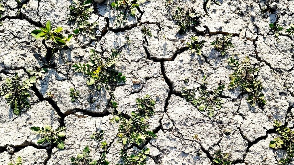 Von Dürre gestresste Pflanzen können weniger CO2 aus der Luft aufnehmen. Das haben Forschende mit einer neuen Satellitentechnologie nachweisen können. (Themenbild)