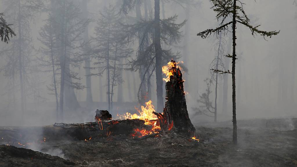 Der Ort eines Waldbrandes, auf dem ein Baumstamm in Flammen steht. Die russischen Behörden haben den Ausnahmezustand in Nordostsibirien ausgeweitet, um externe Ressourcen zur Bekämpfung der Waldbrände in der riesigen Region heranzuziehen. Foto: Vasily Kuper/AP/dpa