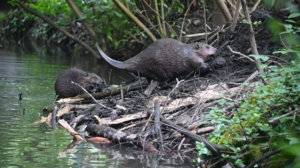 Telli-Blöcke: Leben zwischen Beton und Natur