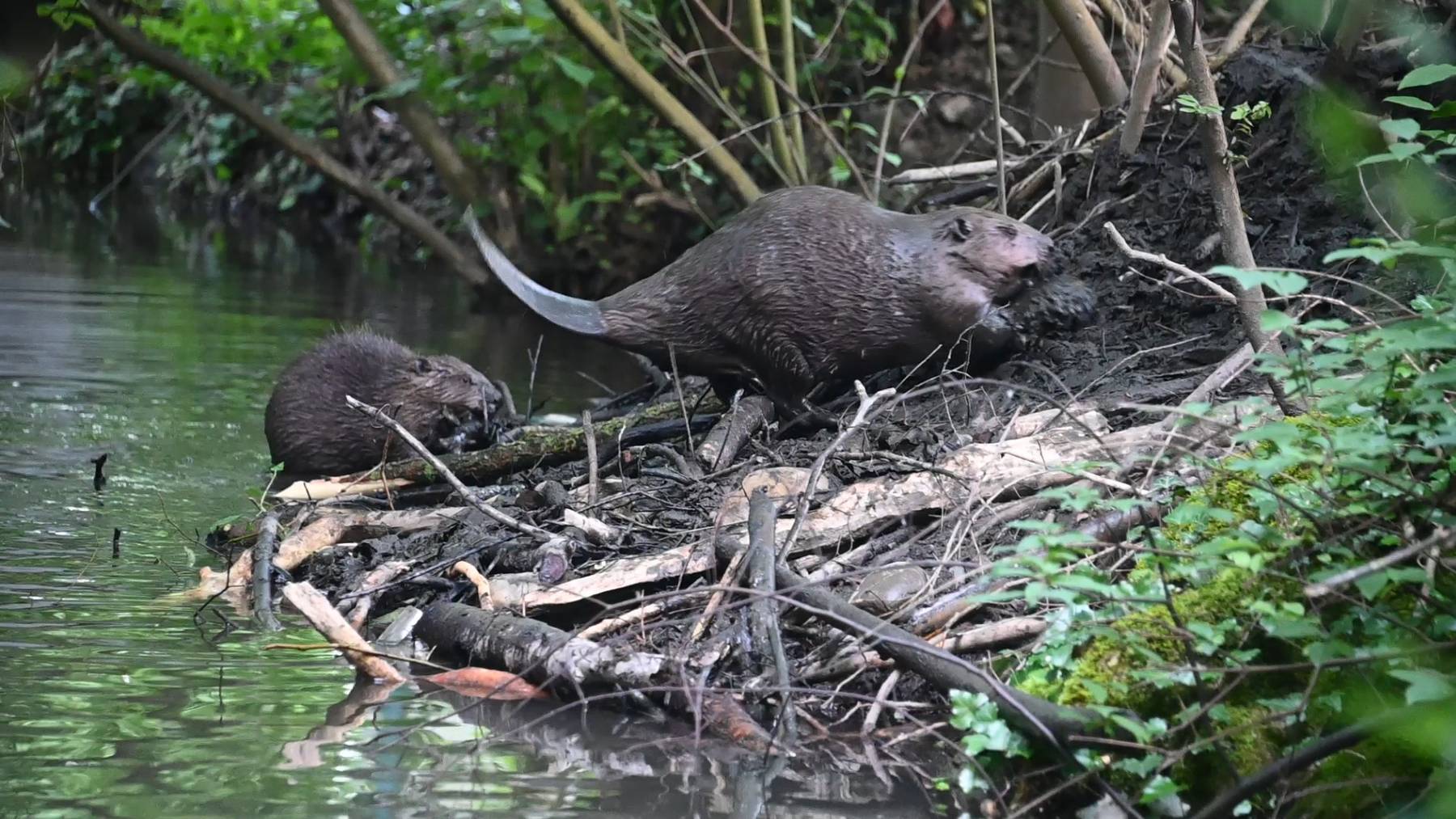Telli-Blöcke: Leben zwischen Beton und Natur