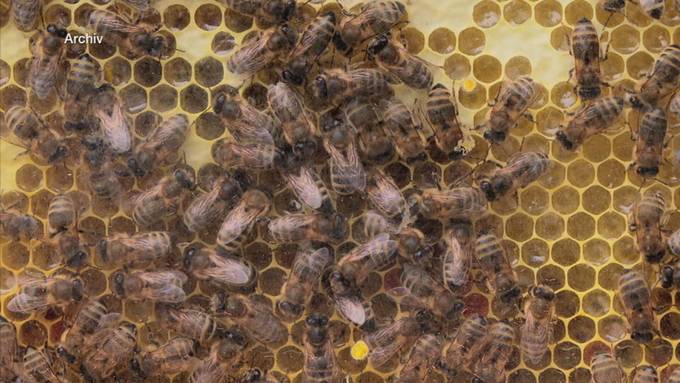 Forscher prognostiziert Aussterben von Honigbienen