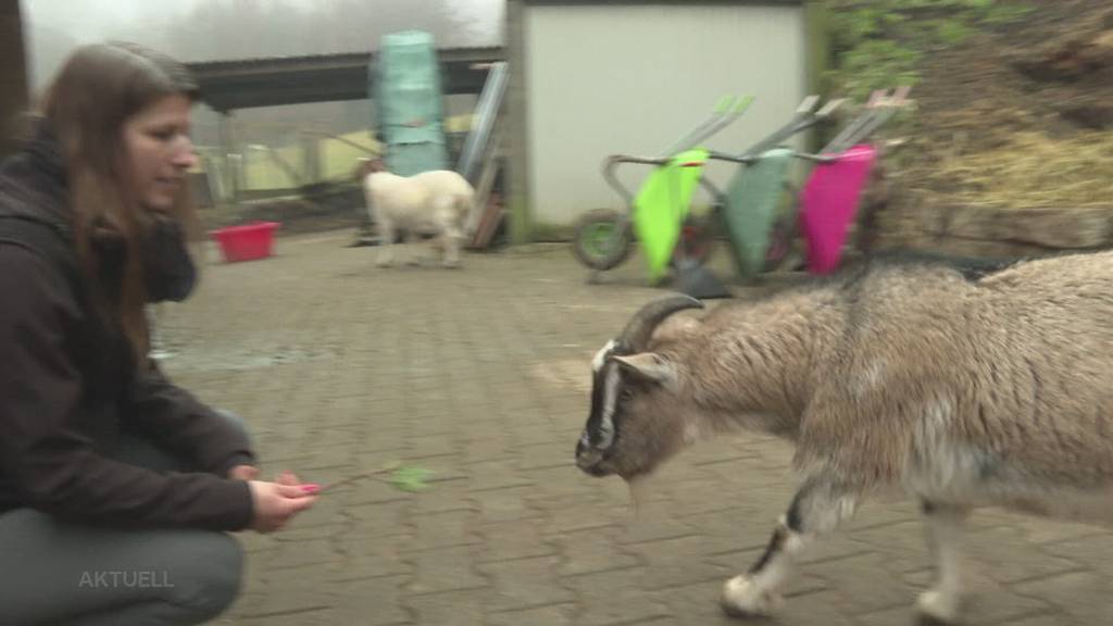 Ziege ausgesetzt: Heimatloser Leo hat jetzt in Safenwil das schönste Leben