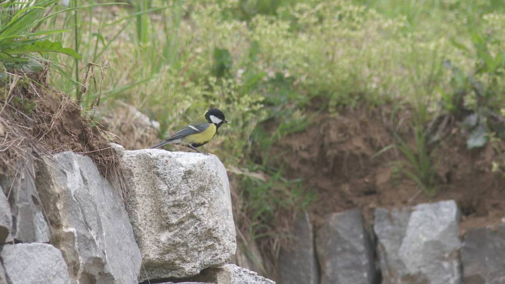 Trockensteinmauer-Projekt in Walchwil