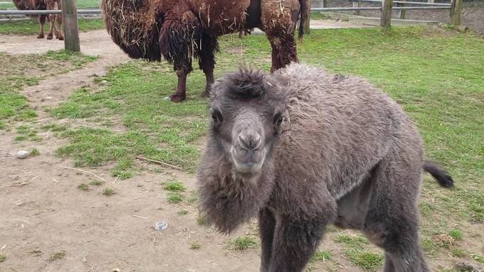 Plättli Zoo bekommt Trampeltier-Nachwuchs