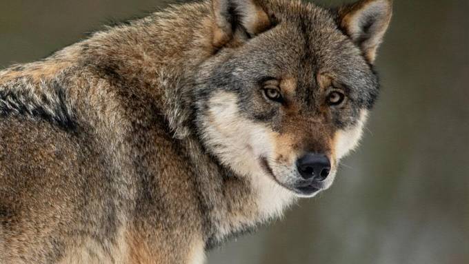 Mutmasslich von Wolf gerissenes Schaf in Thalheim entdeckt