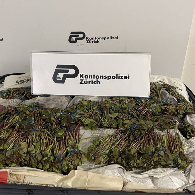 Polizei verhaftet zwei Drogenkuriere am Flughafen Zürich