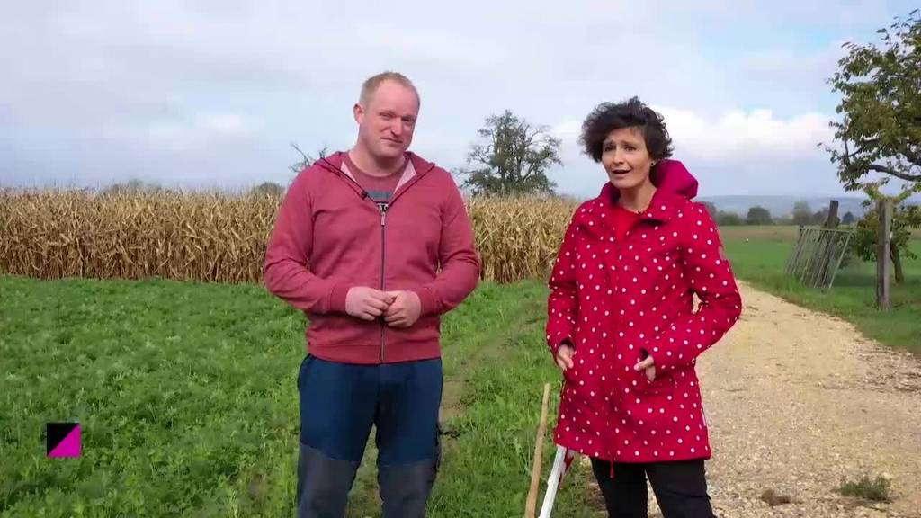 Zeig's mir: Pferdestall misten und Phacelia umpflügen