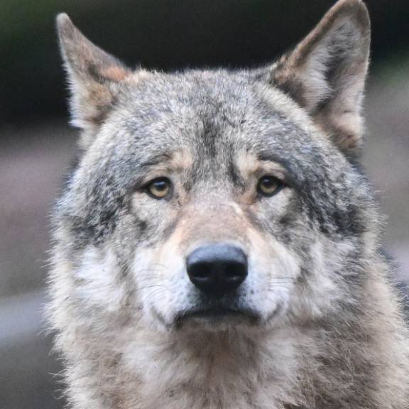 Nach Wolfsrissen in der Region Gantrisch – genügte der Herdenschutz?