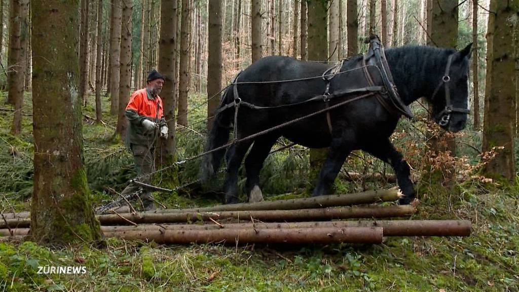 Winterthur räumt Wälder mit Pferden