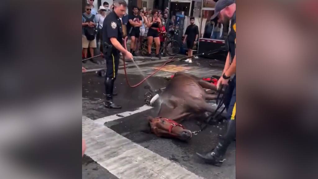 Erschöpftes Kutschpferd kollabiert mitten im Verkehr von New York City