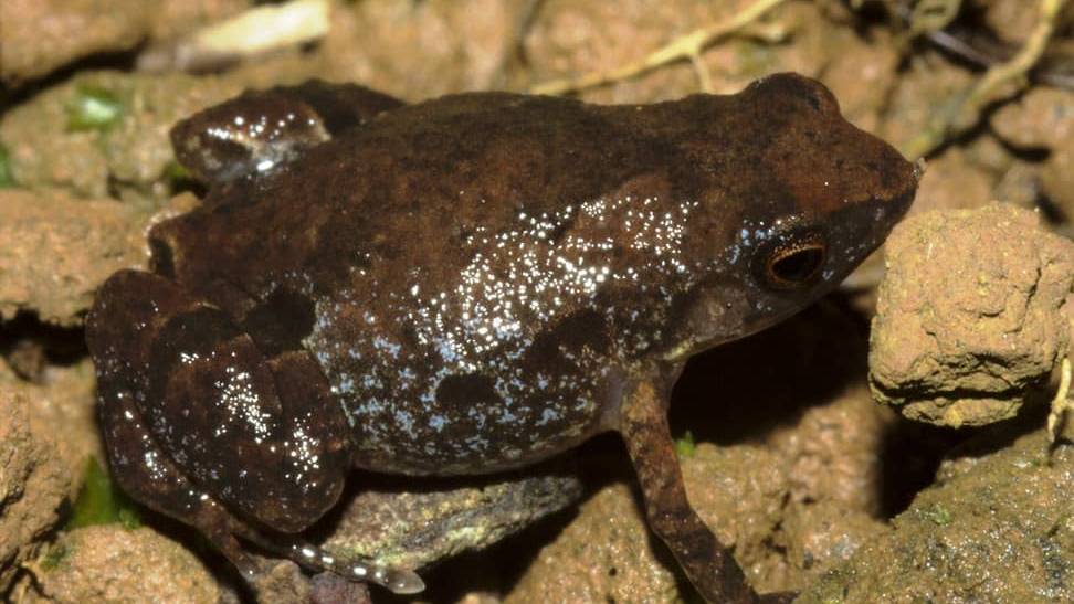 Dieser von Schweizer Forschern neu entdeckte kleine Frosch in Madagaskar ist bereits vom Aussterben bedroht.