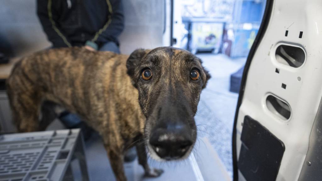 Die Stadt Zürich soll ein günstiges Tierarztangebot für Mittellose schaffen. Der Gemeinderat unterstützt das Anliegen vorläufig. (Archivbild)