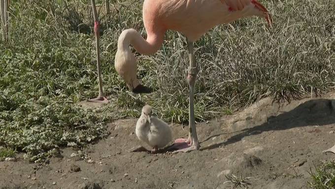 Darum klaut der Zoo Zürich Flamingos die Eier aus ihren Nestern