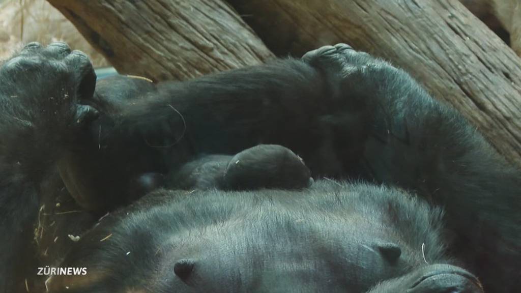 Herziger Nachwuchs: Gorilla-Baby im Zoo Zürich