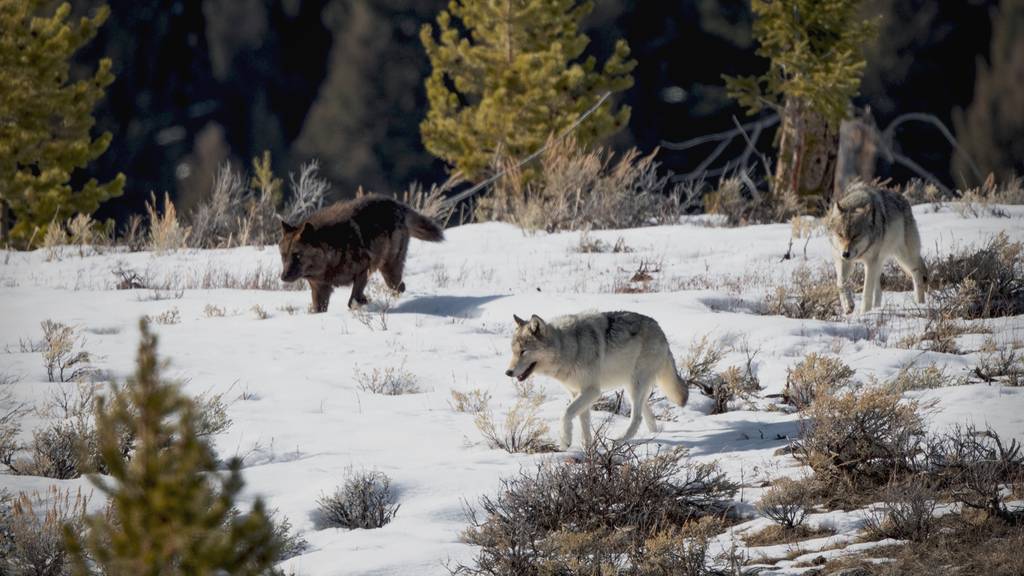 Dem Wolf droht neues Ungemach: Abschüsse sollen einfacher werden