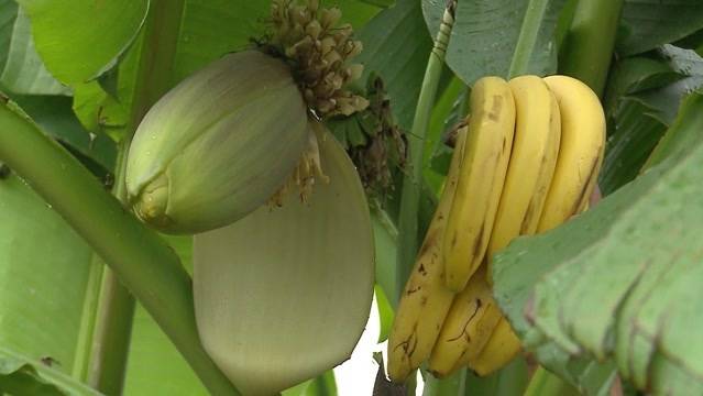 Bananen made im Aargau