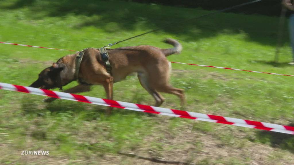 Spürhunde im Einsatz gegen Japankäfer