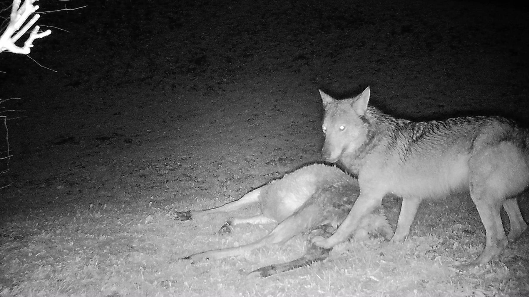 Der Wolf soll von der italienischen Halbinsel stammen, wie erste DNA-Analysen zeigen (Symbolbild).