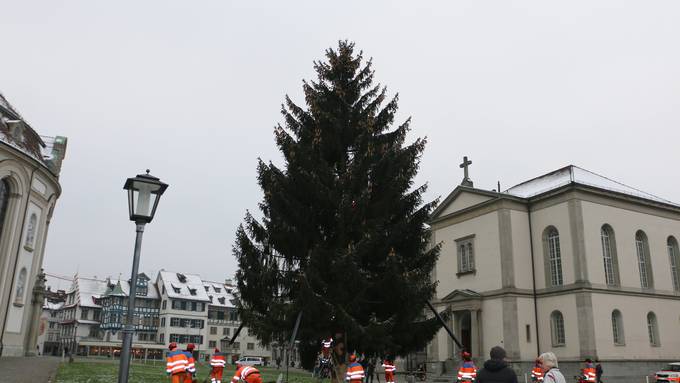 Der Christbaum ist endlich da